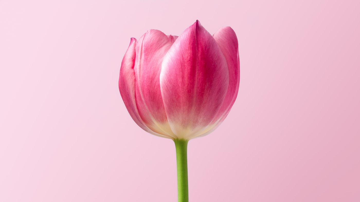 Bloemenhandel Sijmons